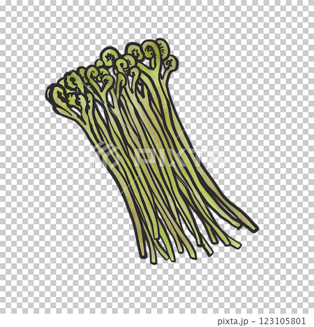 わらびの手描き筆絵風イラスト 123105801