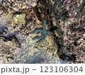 アオヒトデ 123106304