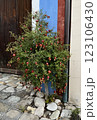 Small pomegranate with ripe fruits tree growing near the wall 123106430