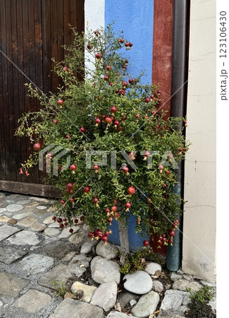 Small pomegranate with ripe fruits tree growing near the wall Small pomegranate with ripe fruits tree growing near the wall 123106430