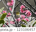 メジロと桜1 123106457