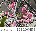メジロと桜2 123106458