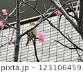 メジロと桜3 123106459