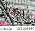メジロと桜4 123106460