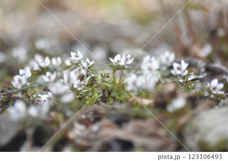 セツブンソウ 123106493