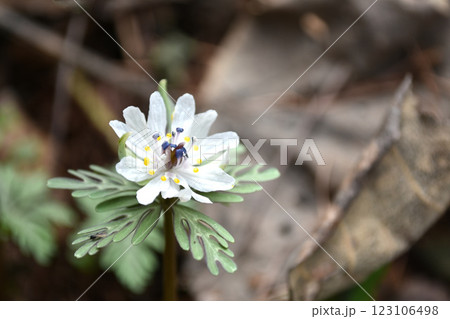 セツブンソウ 123106498