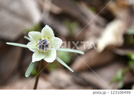 セツブンソウ 123106499