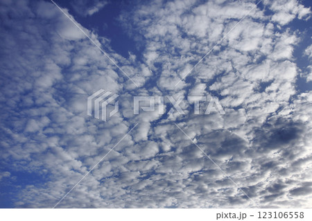 青空いっぱい広がったいわし雲。西日を浴びて物悲しくもあり 青空いっぱい広がったいわし雲。西日を浴びて物悲しくもあり 123106558