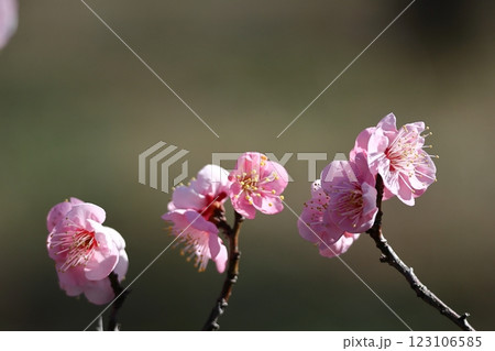 寒さに耐え気品よく咲く 寒さに耐え気品よく咲く 123106585
