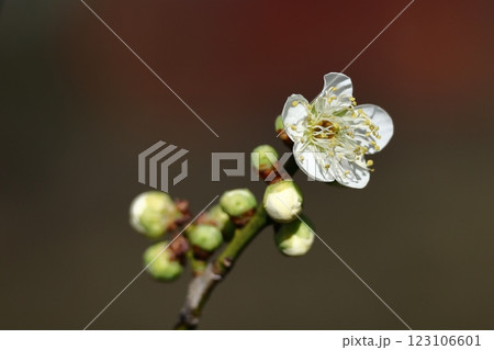 寒さに耐え気品よく咲く 寒さに耐え気品よく咲く 123106601