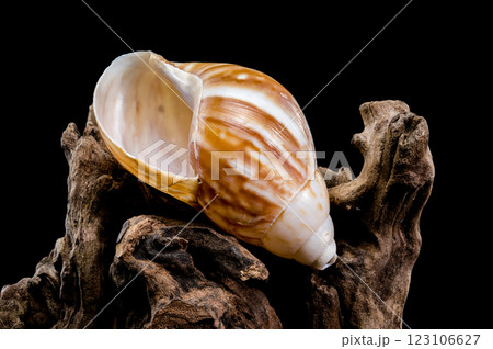 Giant African snail on driftwood black background Giant African snail on driftwood black background 123106627