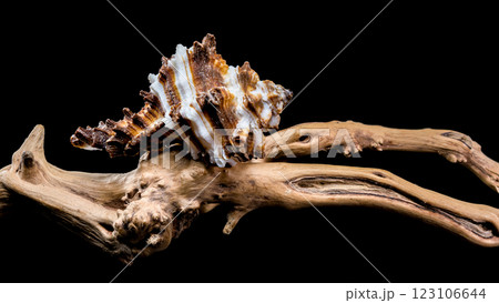 Endive Murex shell on driftwood black background 123106644