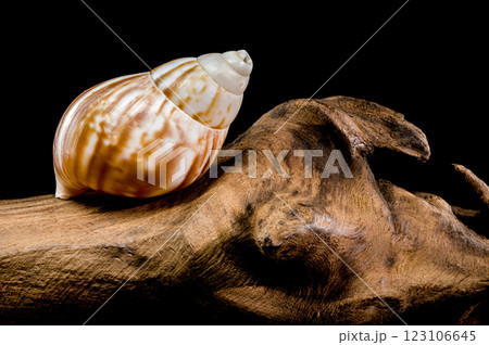 Giant African snail on driftwood black background 123106645