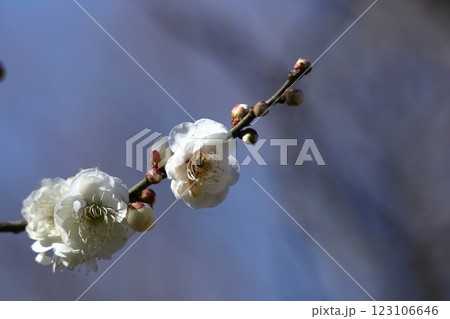寒さに耐え気品よく咲く 寒さに耐え気品よく咲く 123106646