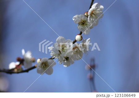 寒さに耐え気品よく咲く 123106649