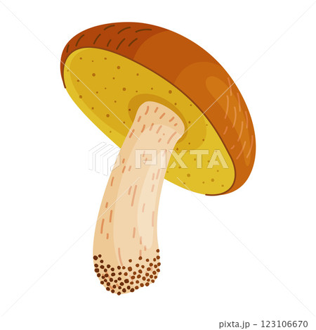 Suillus luteus, yellow mushroom. Edible forest fungus slippery jack or sticky bun, yellow pig 123106670