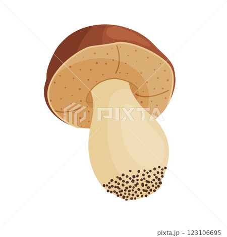 Porcini mushroom, edible forest mushrooms. Fresh boletus Hand drawn trendy flat style 123106695