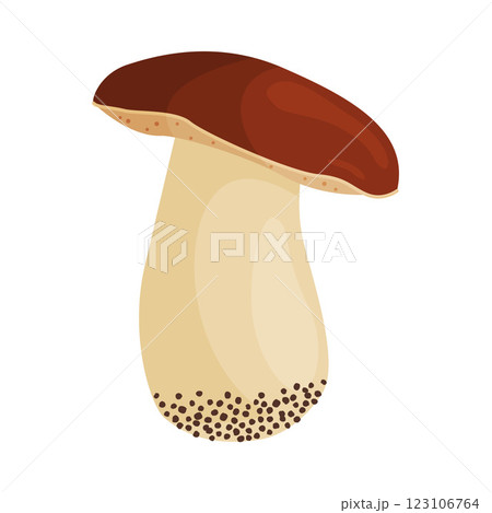 Porcini mushroom, edible forest mushrooms. Fresh boletus Hand drawn trendy flat style Porcini mushroom, edible forest mushrooms. Fresh boletus Hand drawn trendy flat style 123106764