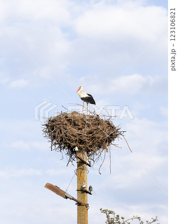 White stork stands on a large nest made of twigs, perched atop a tall metal pole against a bright blue sky. The bird surveys its surroundings, preparing for nesting season and the arrival of its mate White stork stands on a large nest made of twigs, perched atop a tall metal pole against a bright blue sky. The bird surveys its surroundings, preparing for nesting season and the arrival of its mate 123106821