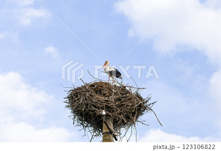 Stork stands atop a large nest made of twigs, perched on a tall pole against a bright blue sky with scattered clouds. Ciconia bird gazes into the distance, symbolizing nature, freedom, and migration. Stork stands atop a large nest made of twigs, perched on a tall pole against a bright blue sky with scattered clouds. Ciconia bird gazes into the distance, symbolizing nature, freedom, and migration. 123106822