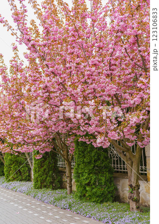 Beautiful cherry blossom trees lining peaceful pathway in springtime, street decor, landscape design Beautiful cherry blossom trees lining peaceful pathway in springtime, street decor, landscape design 123106833