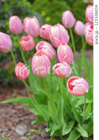 Pastel pink colored Darwin tulip, Mystic van Eijk bloom in botanical garden, flowerbed during spring 123106834