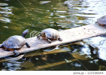 カメ カメ 123106844
