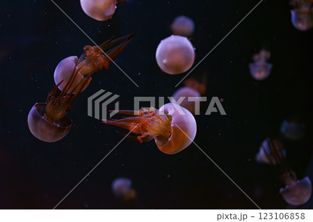 Group of Flame jellyfish, rhopilema esculentum floating in aquarium with pink neon light Group of Flame jellyfish, rhopilema esculentum floating in aquarium with pink neon light 123106858