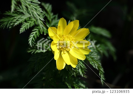 幸福を招く花 幸福を招く花 123106935
