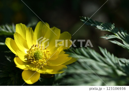 幸福を招く花 幸福を招く花 123106936