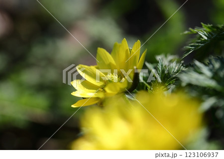 幸福を招く花 幸福を招く花 123106937