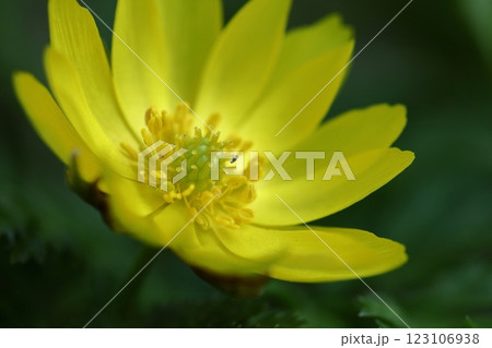 幸福を招く花 123106938