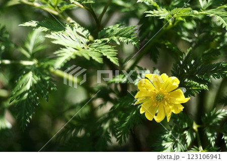 幸福を招く花 幸福を招く花 123106941