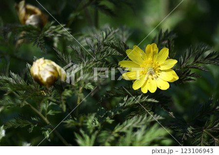 幸福を招く花 幸福を招く花 123106943