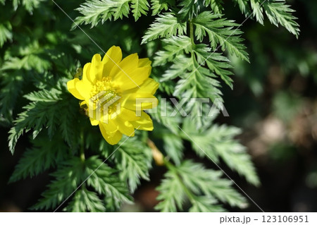 幸福を招く花 123106951