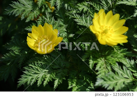 幸福を招く花 幸福を招く花 123106953