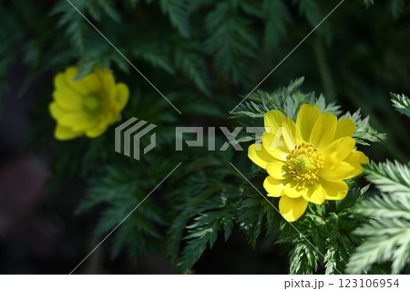 幸福を招く花 幸福を招く花 123106954