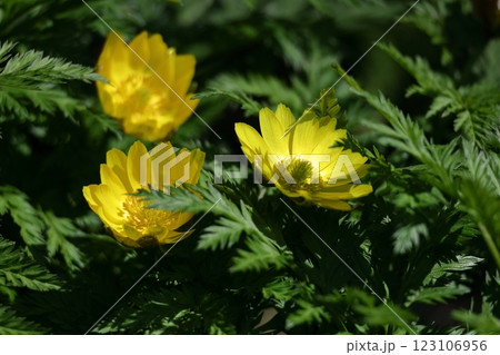 幸福を招く花 123106956