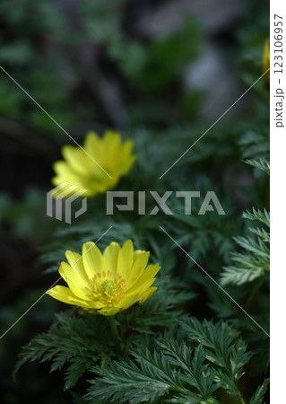 幸福を招く花 123106957
