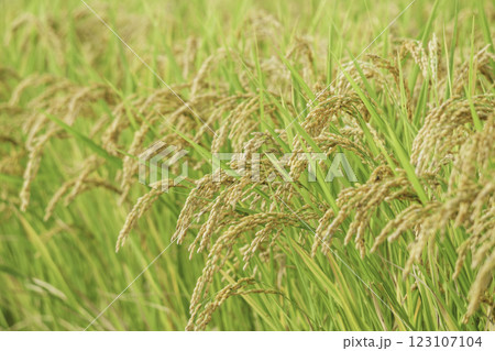 秋の田んぼの稲穂 123107104