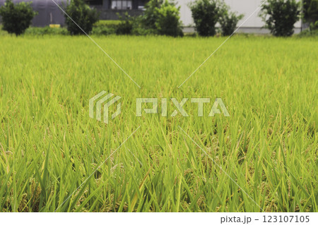 秋の田んぼの稲穂 123107105