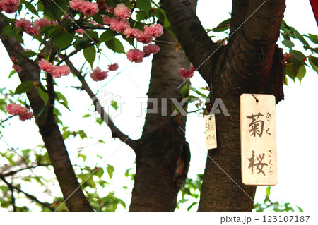 大阪造幣局の桜の通り抜けと八重桜（菊桜）の木札 123107187
