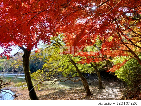 冬の紅葉の一碧湖 冬の紅葉の一碧湖 123107220