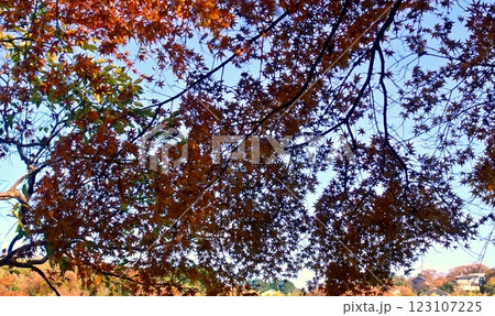 冬の紅葉の一碧湖 冬の紅葉の一碧湖 123107225