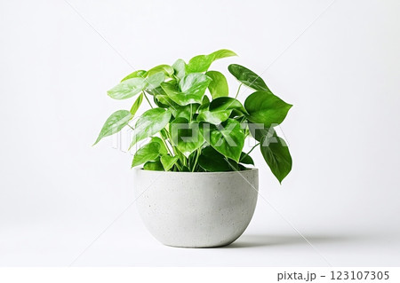 Philodendron brasil growing in modern cement pot on white background 123107305