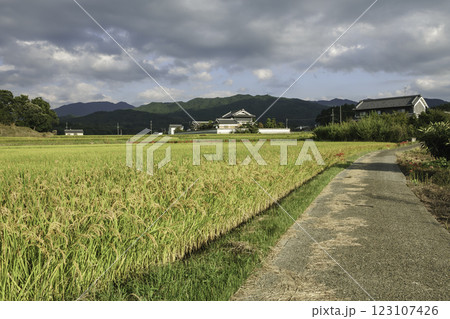 秋の田園風景、収穫直前の稲、農業の成功 秋の田園風景、収穫直前の稲、農業の成功 123107426
