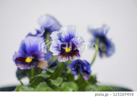 青いビオラ 123107459