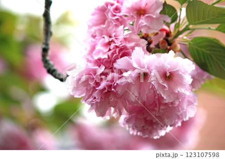 大阪造幣局の桜の通り抜けと八重桜（紅提灯） 123107598