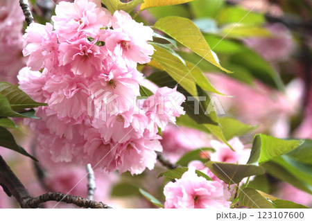 大阪造幣局の桜の通り抜けと八重桜(紅提灯)のひと房 大阪造幣局の桜の通り抜けと八重桜(紅提灯)のひと房 123107600