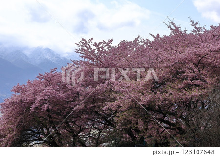 伊豆発祥の早咲き桜 123107648